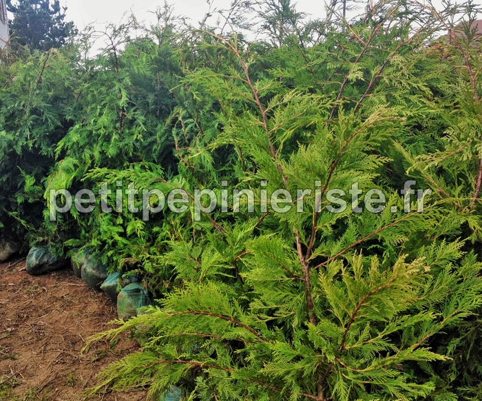 Cyprès de leyland à planter